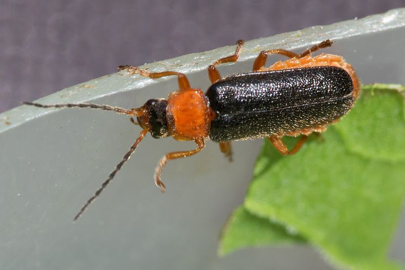 Cantharis nigra 11-06-25.jpg