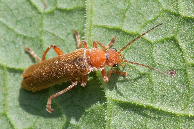 Cantharis pallida 11-06-25.jpg