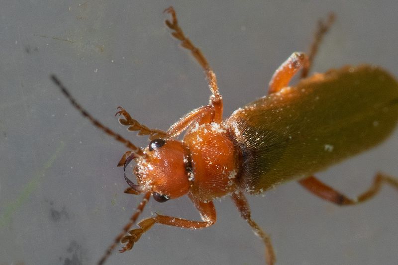 Cantharis pallida 11-06-25 #2.jpg
