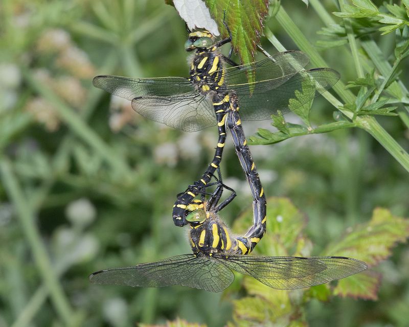 Week 26 - Golden-ringed Dragonfly - Cordulegaster boltonii pair 11-06-25.jpg