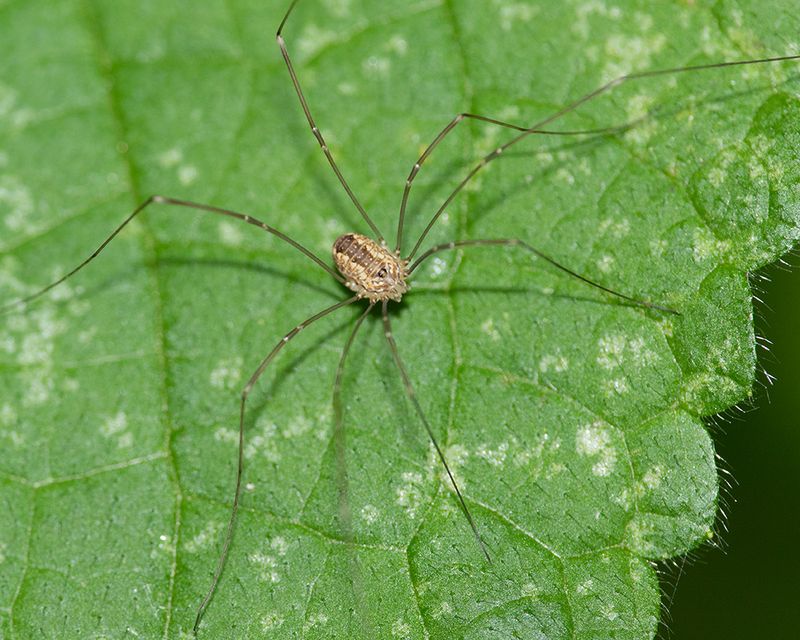 Harvestman - Leiobunum rotundum f 15-06-25.jpg
