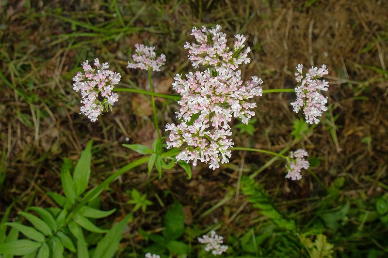 Common Valerian - Valeriana officinalis Aveton Wood 15-06-25.jpg