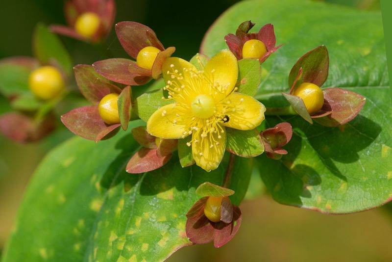 Tutsan - Hypericum androsaemum Aveton Wood 15-06-25.jpg