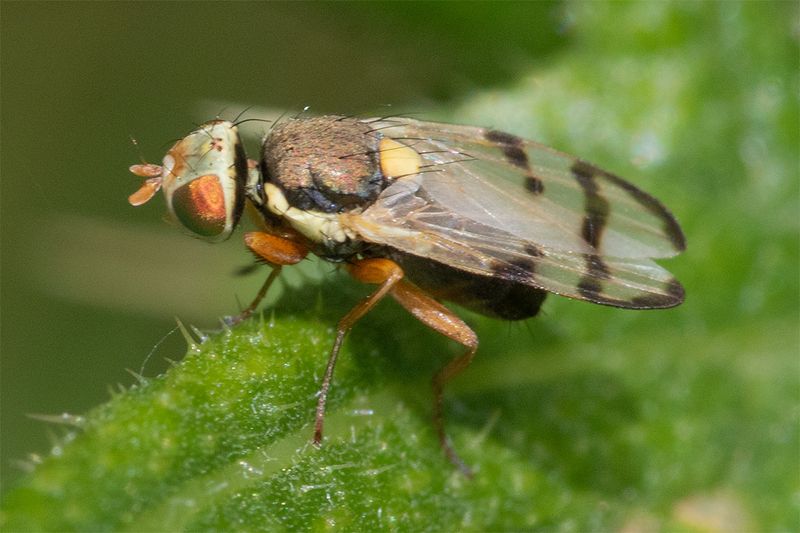 Picture-winged Fly - Urophora stylata 16-06-25.jpg