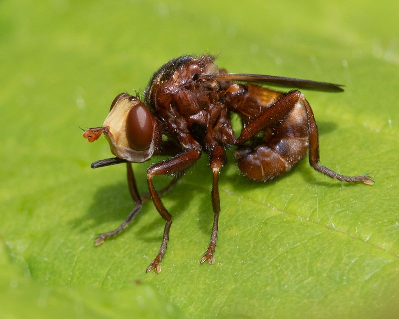 Sicus ferrugineus 16-06-25.jpg
