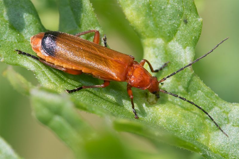 Common Red Soldier Beetle - Rhagonycha fulva 17-06-25.jpg