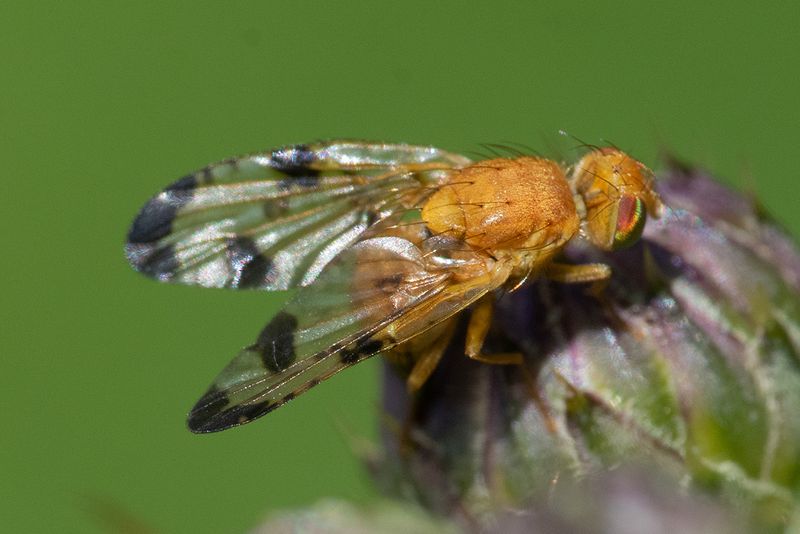 Picture-winged Fly - Xyphosia miliaria 17-06-25.jpg