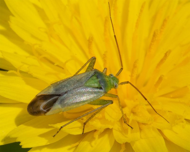 Potato Capsid - Closterotomus norwegicus 17-06-25.jpg