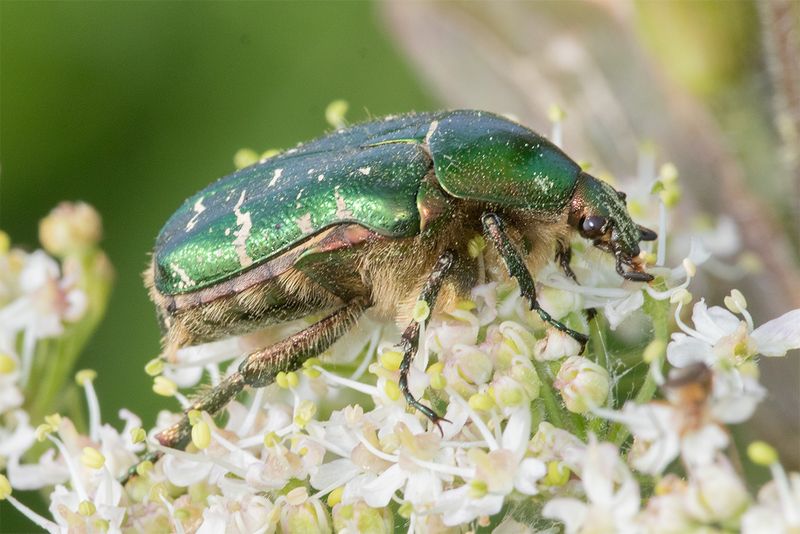 Rose Chafer - Cetonia aurata 17-06-25.jpg