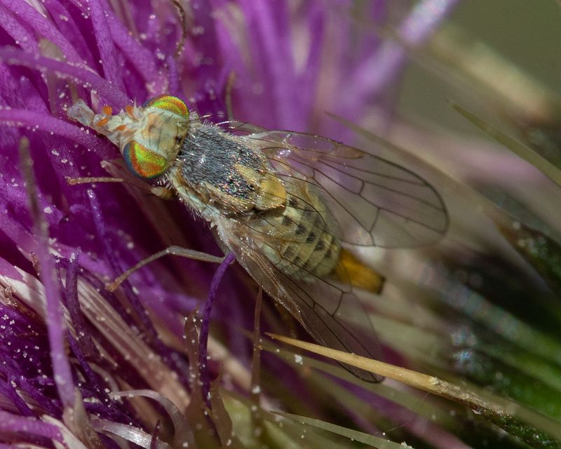 Picture-winged Fly - Terellia serratulae 18-06-25.jpg