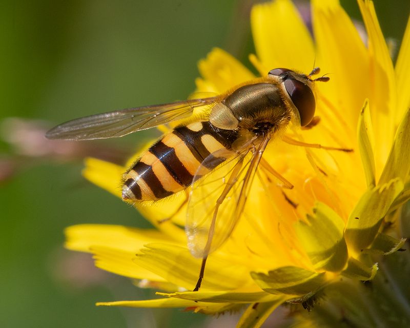 Syrphus vitripennis f 18-06-25.jpg