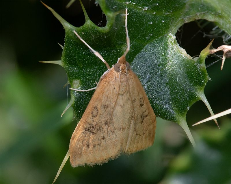 Rusty-dot Pearl - Udea ferrugalis 17-06-25.jpg