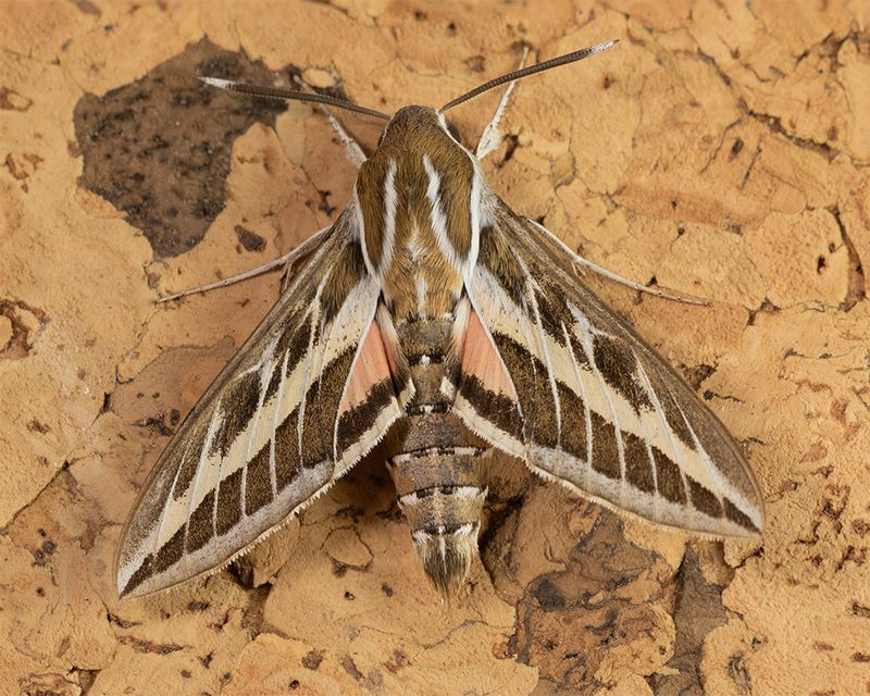 Striped Hawkmoth - Hyles livornica 19-06-25.jpg