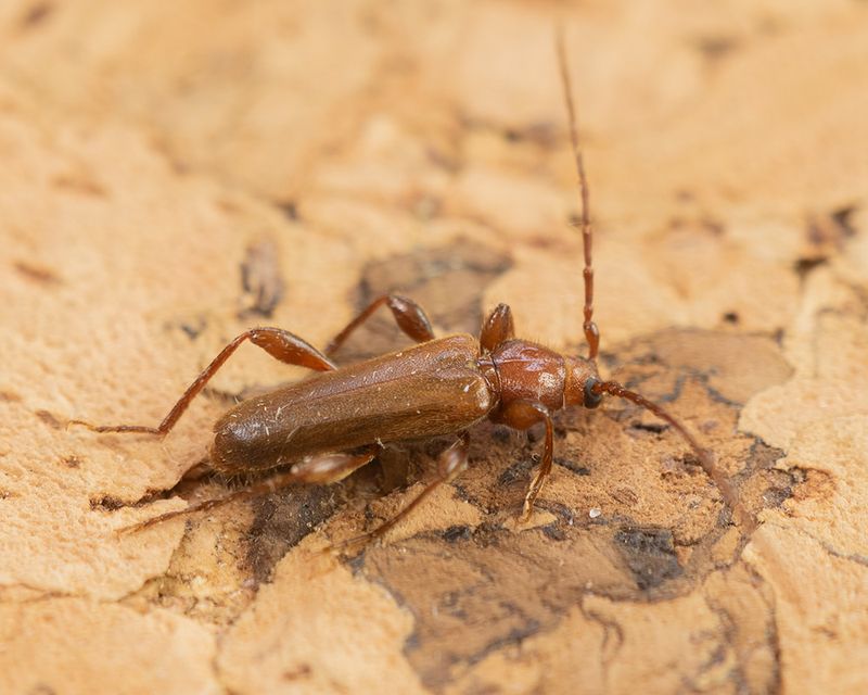 Tanbark Beetle - Phymatodes testaceus brown form 19-06-25.jpg