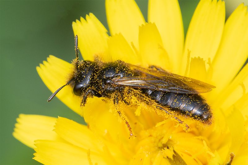 Large Shaggy Bee - Panurgus banksianus 17-06-25.jpg