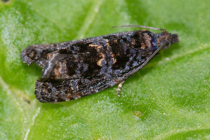 Micro Moth - Endothenia ustulana 17-06-25.jpg