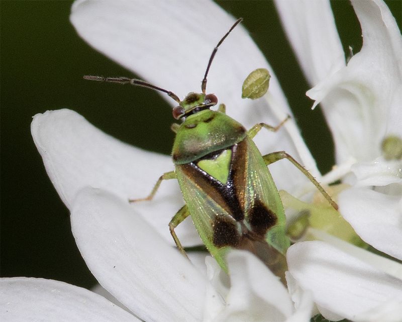 Orthops campestris 22-06-25.jpg