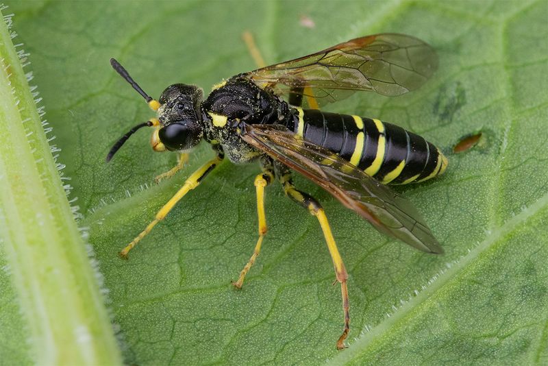 Sawfly - Tenthredo schaefferi 23-06-25.jpg