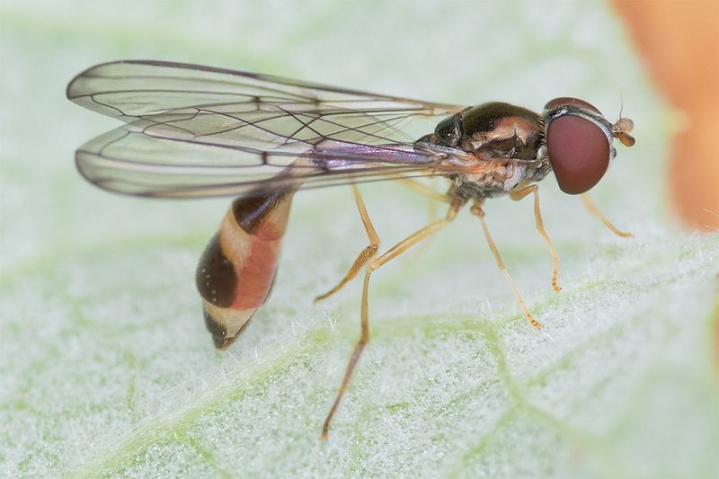 Baccha elongata f 25-06-25.jpg