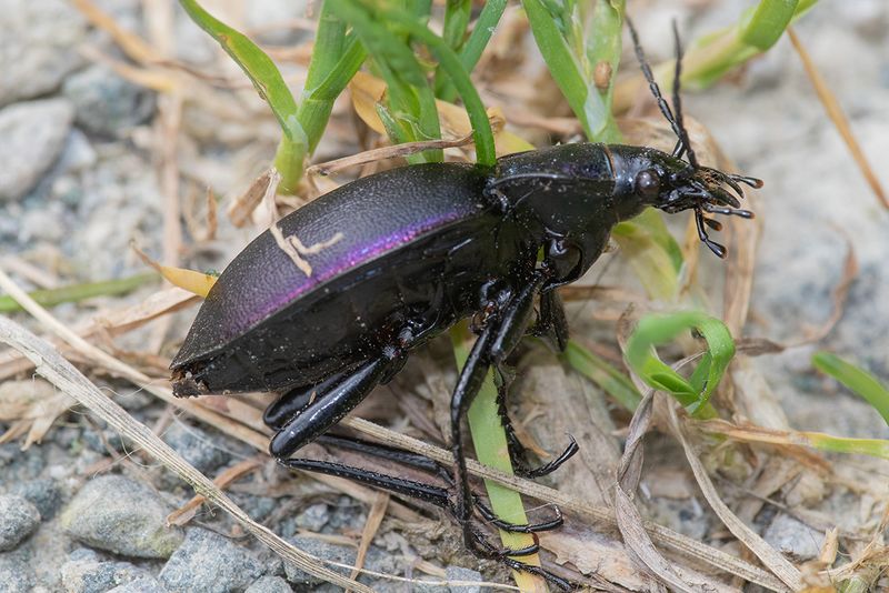 Carabus problematicus 25-05-25.jpg