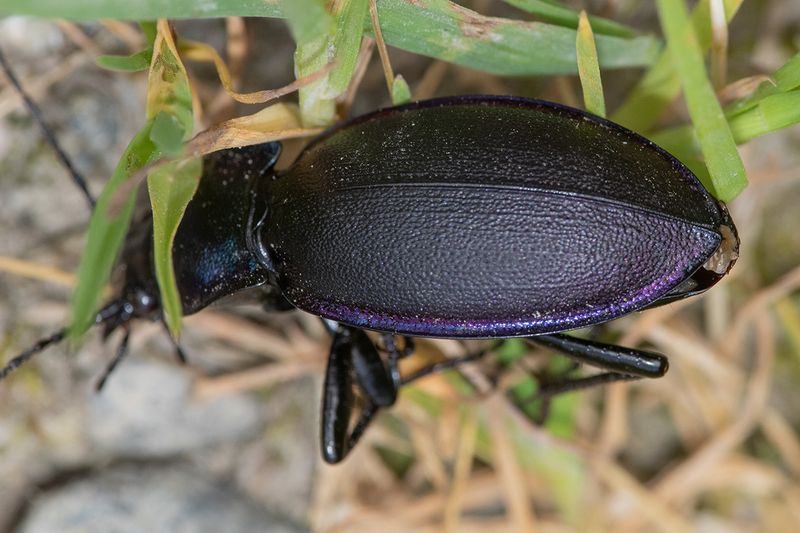 Carabus problematicus 25-05-25 #2.jpg