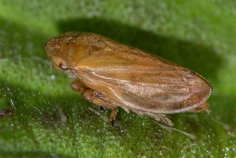 Common Froghopper - Philaenus spumaris 25-06-25.jpg