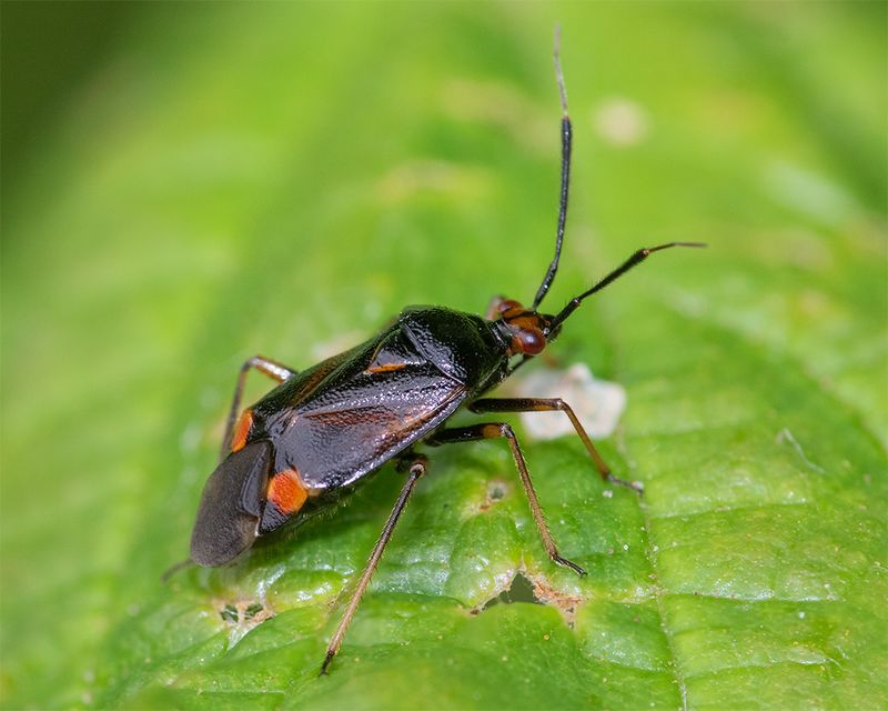Deraeocoris ruber 25-06-25.jpg