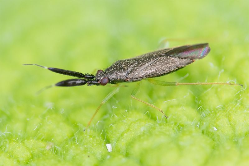 Heterotoma planicornis 25-06-25.jpg