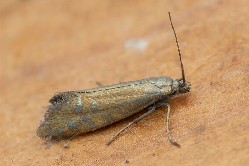 Speckled Fanner - Glyphipterix thrasonella 22-06-25.jpg