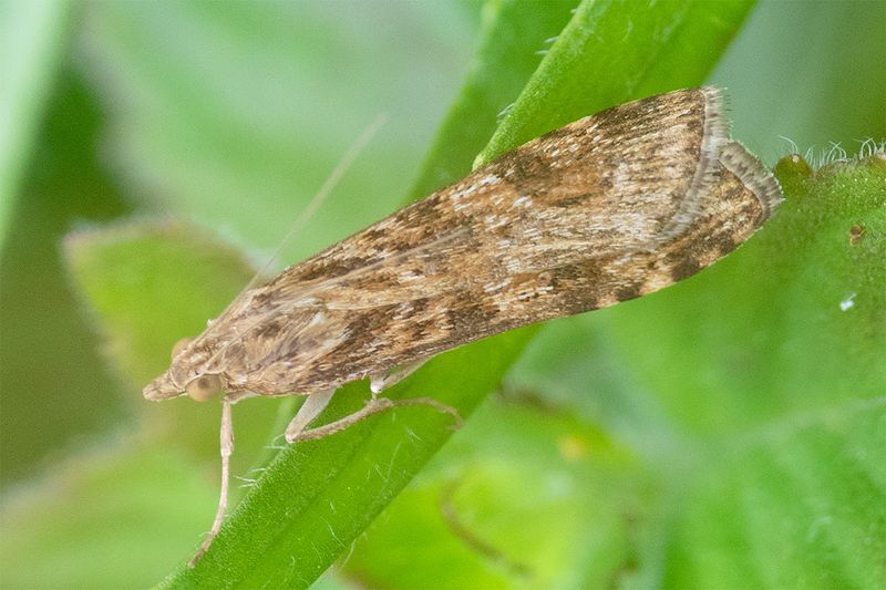 Rush Veneer - Nomophila noctuella 22-06-25.jpg