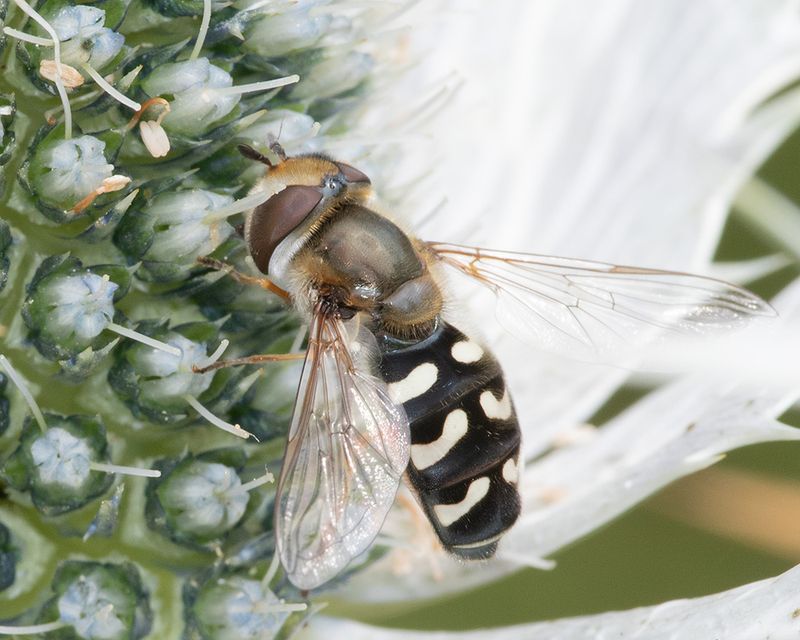 Scaeva pyrastri f 28-06-25 #2.jpg