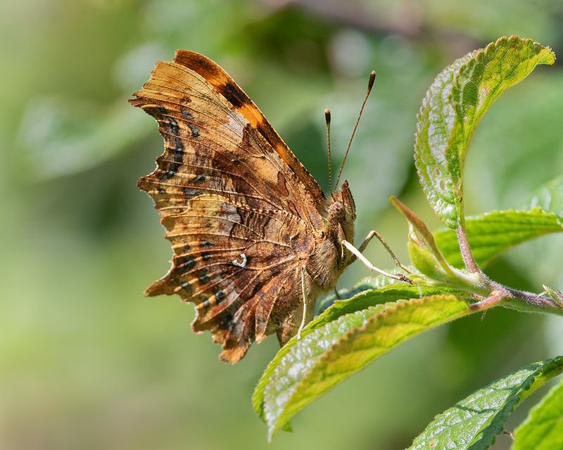Comma - Polygonia c-album 30-06-25.jpg