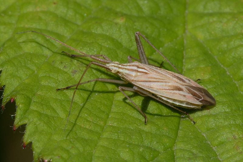 Miridius quadrivirgatus 30-06-25.jpg