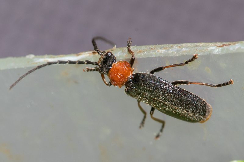 Silis ruficollis 30-06-25.jpg
