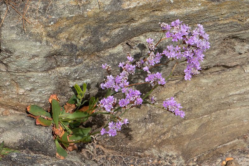 Rock Sea-lavender - Limonium binervosum agg 01-07-25.jpg