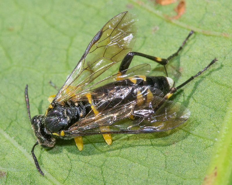Sawfly - Macrophya montana f 03-07-25 #2353.jpg