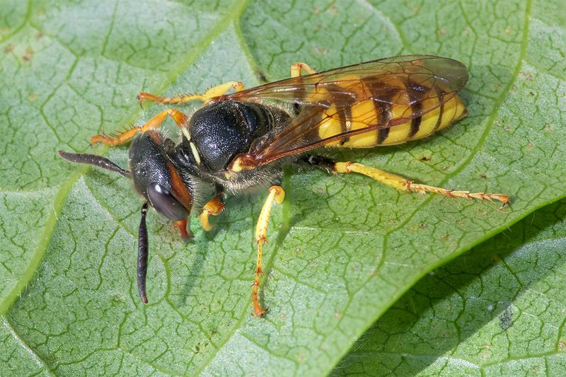 Bee Wolf - Philanthus triangulum f 04-07-25.jpg