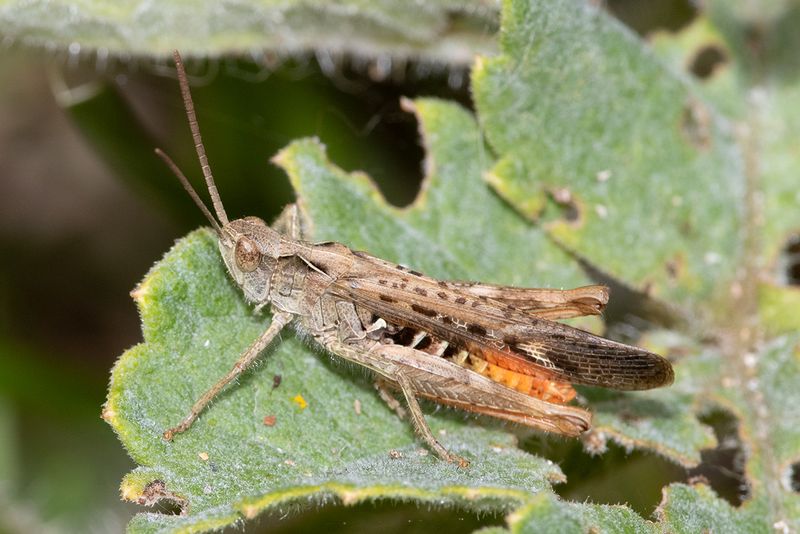 Field Grasshopper - Chorthippus brunneus 04-07-25.jpg