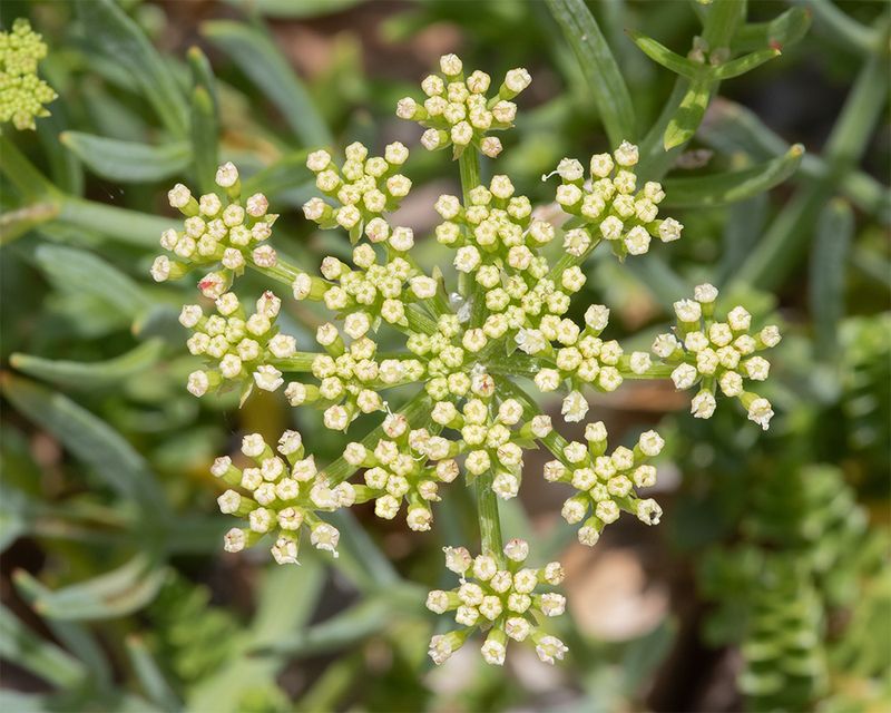 Rock Samphire - Crithmum maritimum Cockleridge Point 04-07-25.jpg