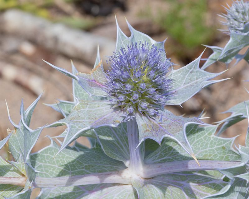 Sea Holly - Eryngium maritimum Cockleridge Point 04-07-25.jpg