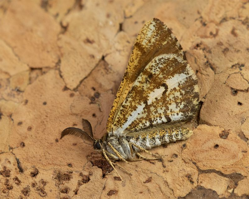 Bordered White - Bupalus piniaria 04-07-25.jpg
