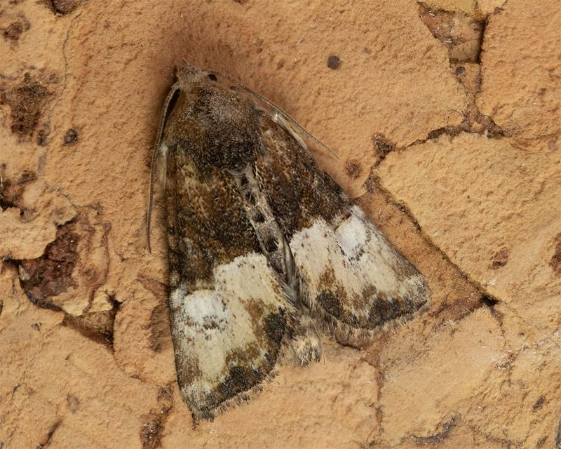 Cloaked Minor - Mesoligia furuncula - bicoloria form 04-07-25.jpg