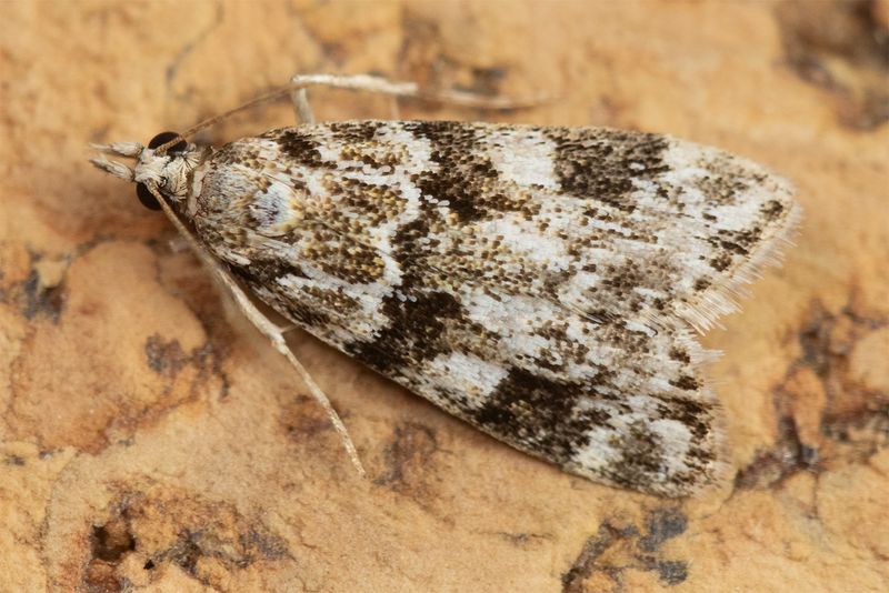 Eudonia delunella 04-07-25.jpg