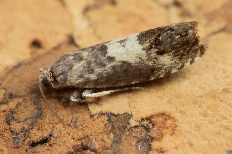 Pammene fasciana 04-07-25.jpg