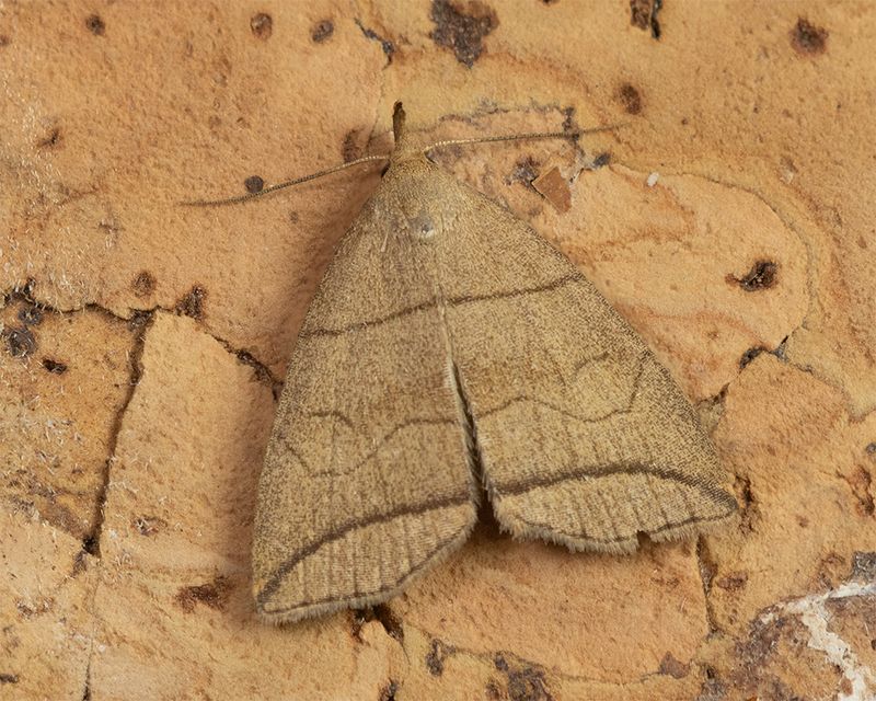 Small Fan-foot - Herminia grisealis 04-07-25.jpg