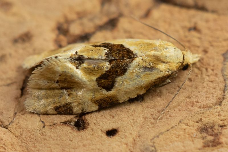 unid poss Aethes rubigana 04-07-25.jpg