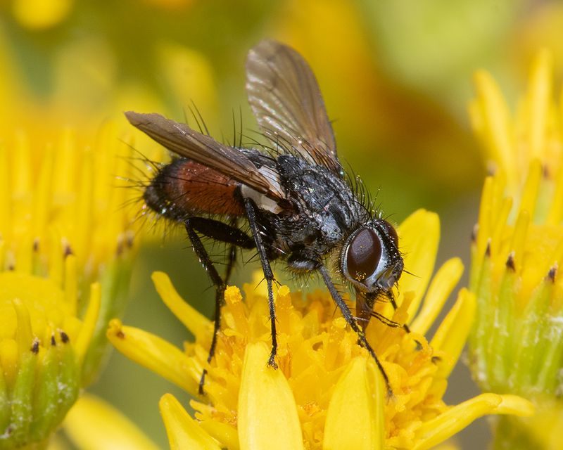 Eriothrix rufomaculata 09-07-25.jpg