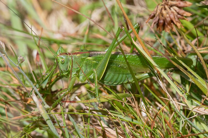Great Green Bush-cricket - Tettigonia viridissima 09-07-25.jpg