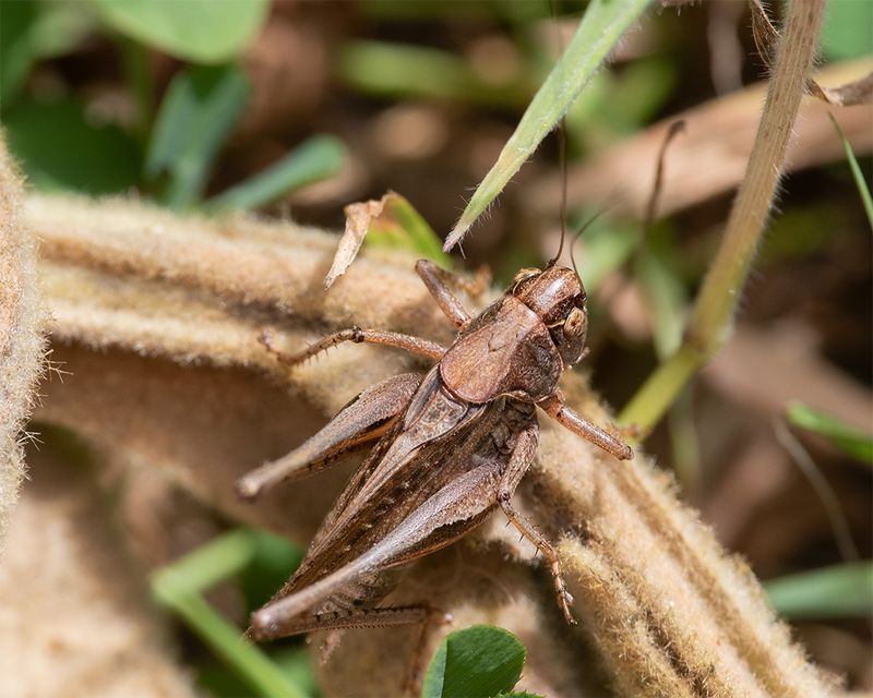 Grey Bush Cricket - Platycleis albopunctata m 09-07-25.jpg