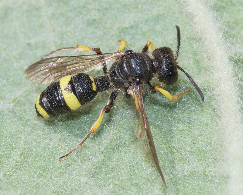 Ornate Tailed Digger Wasp - Cerceris rybyensis f 04-07-25 #2819.jpg